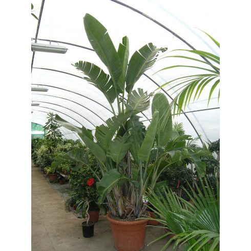 Strelitzia nicolai - Kék papagájvirág - 5db mag/csomag