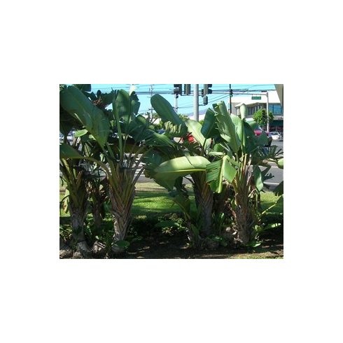 Strelitzia nicolai - Kék papagájvirág - 5db mag/csomag