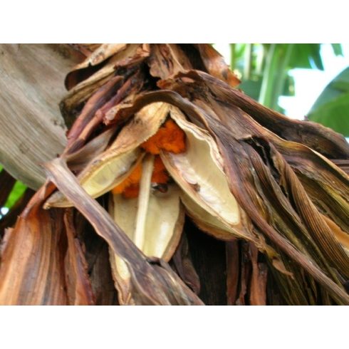 Strelitzia nicolai - Kék papagájvirág - 5db mag/csomag