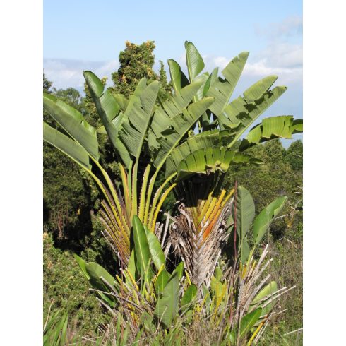 Strelitzia nicolai - Kék papagájvirág - 5db mag/csomag