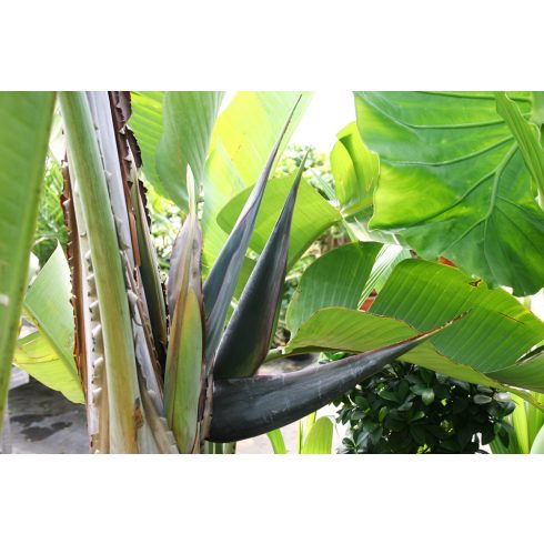 Strelitzia nicolai - Kék papagájvirág - 5db mag/csomag