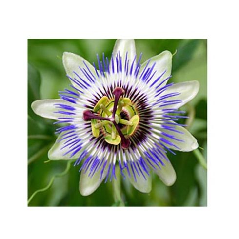 Passiflora caerulea - Kék golgotavirág - 5db mag/csomag
