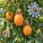 Passiflora caerulea kék golgotavirág érett narancssárga termésekkel és virággal