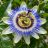 Passiflora caerulea kék golgotavirág közelről, jellegzetes kék-fehér virággal