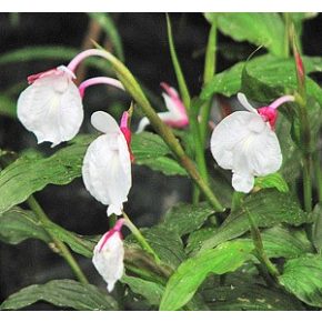   Caulokaempferia sikkimensis – Gyömbér orchidea - 5db mag/csomag