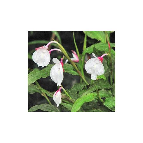 Caulokaempferia sikkimensis – Gyömbér orchidea - 5db mag/csomag