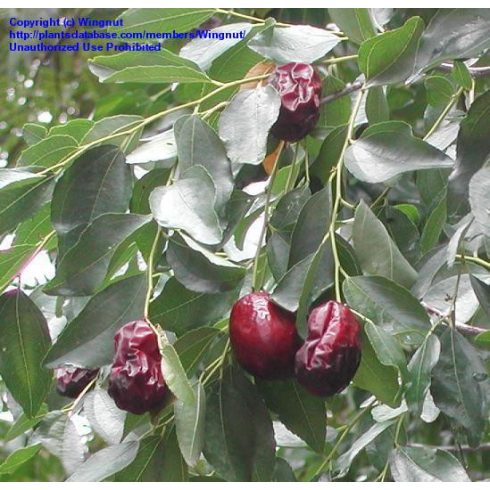 Ziziphus jujuba - Közönséges jojoba, Kínaidatolya - 5db mag/csomag