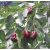 Ziziphus jujuba - Közönséges jojoba, Kínai datolya - 5db mag/csomag