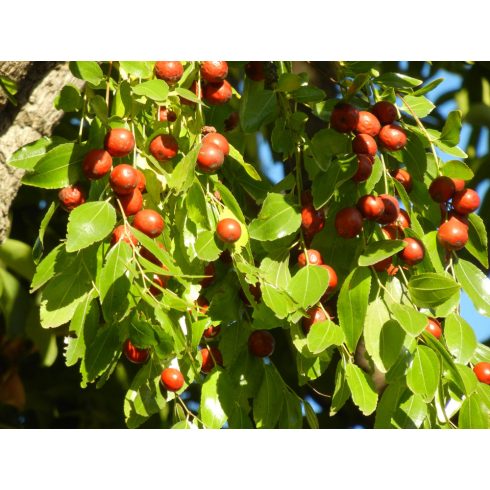 Ziziphus jujuba - Közönséges jojoba, Kínai datolya - 5db mag/csomag