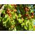 Ziziphus jujuba - Közönséges jojoba, Kínai datolya - 5db mag/csomag