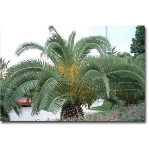 Phoenix dactylifera - Date Palm - 5pcs seeds/packet - goldenpalm.hu