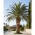 Phoenix dactylifera - Date Palm - 5pcs seeds/packet - goldenpalm.hu