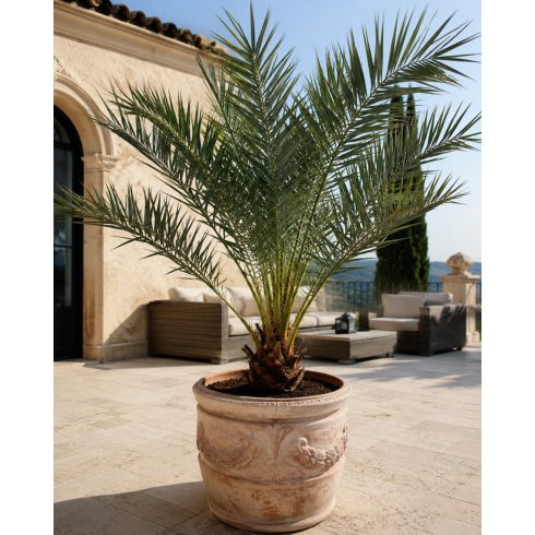 Phoenix dactylifera terrakotta dézsában 