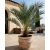 Phoenix dactylifera - Date Palm - 5pcs seeds/packet - goldenpalm.hu