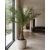 Phoenix dactylifera - Date Palm - 5pcs seeds/packet - goldenpalm.hu