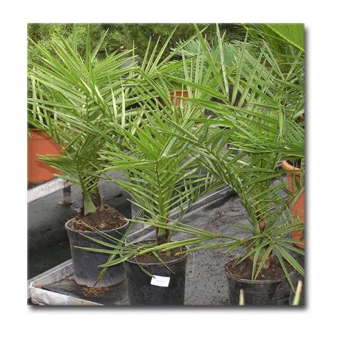 Phoenix dactylifera, datolyapálma kertészetben
