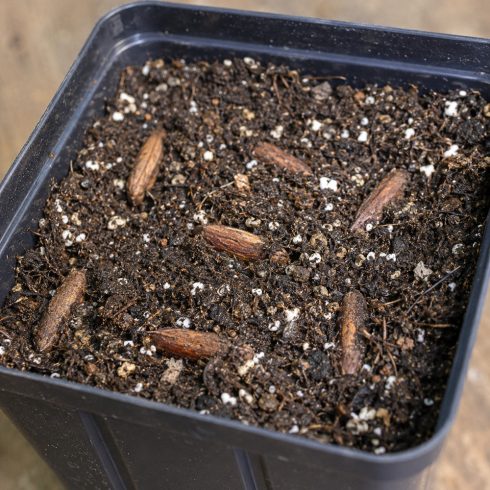 Phoenix dactylifera datolyapálma magok vetése laza perlites palántaföldbe csíráztatás előtt