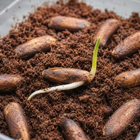 Csírázó Phoenix dactylifera datolyapálma mag fejlődő fehér gyökérrel és friss zöld hajtással