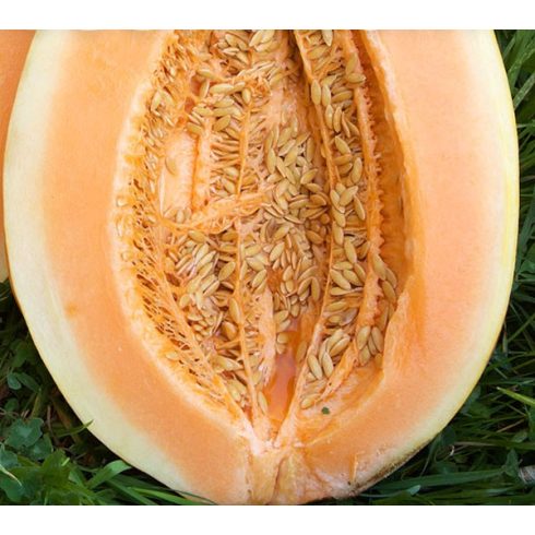 Cucumis melo 'Zugdidi Giant' - Óriás pézsma sárgadinnye 5db mag/csomag