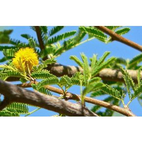 Acacia tortilis - Ernyős akácia - 5db mag/csomag