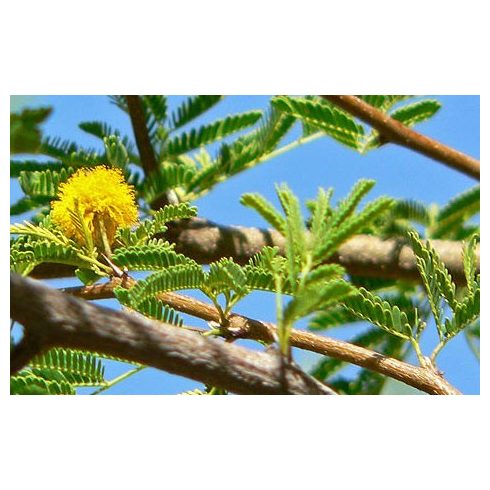 Acacia tortilis - Ernyős akácia - 5db mag/csomag