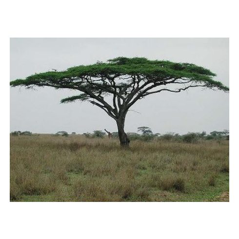 Acacia tortilis - Ernyős akácia - 5db mag/csomag