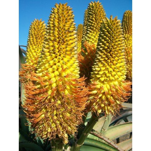 Aloe thraskii - Dune aloe - 5db mag/csomag