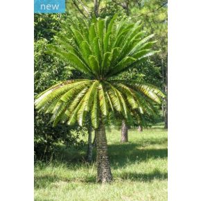 Dioon spinulosum - Óriás dioon - 1db mag/csomag