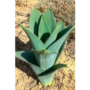 Drimia altissima - 5db mag/csomag