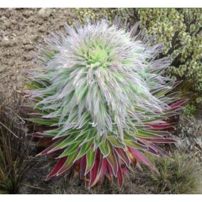   Lobelia telekii 'Mt. Kenya'  Giant Lobelia - Kenyai óriás Lobélia - 5db mag/csomag
