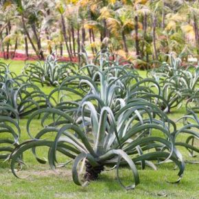 Agave vilmoriniana - Polip agave - 5db mag/csomag