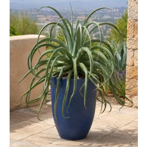 Agave vilmoriniana polip agávé kifejlett növény hosszú csavarodó levelekkel