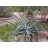 Agave vilmoriniana - Polip agave - 5db mag/csomag