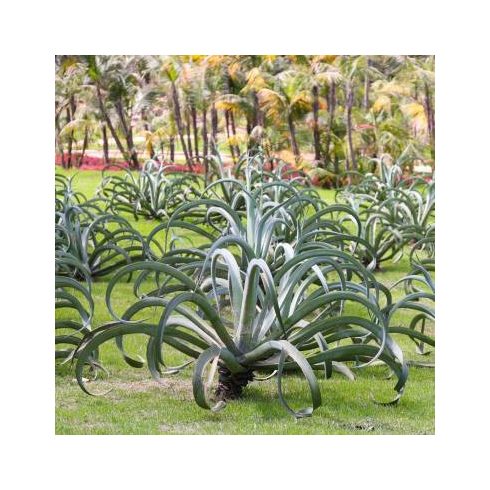 Agave vilmoriniana polip agávé világoszöld íves levélrozettája