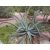 Polip agávé Agave vilmoriniana különleges begörbülő pozsgás levelei