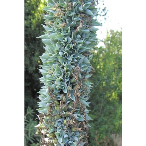 Agave vilmoriniana mexikói polip agávé kifejlett rozettája napos élőhelyen