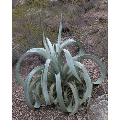 Agave vilmoriniana egzotikus polip agávé dísznövény teljes növényalakja