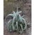 Agave vilmoriniana egzotikus polip agávé dísznövény teljes növényalakja