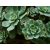 Aeonium haworthii - Ágas kövirózsacserje - 5db mag/csomag