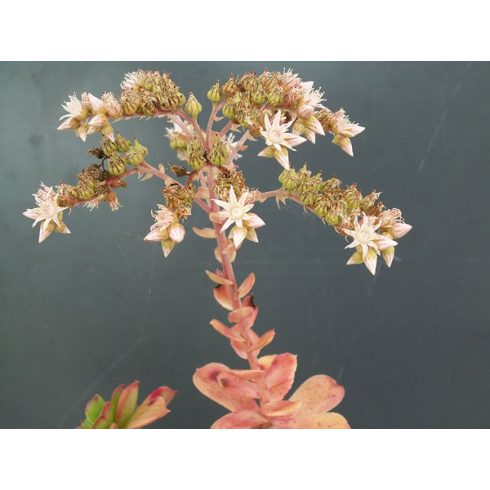Aeonium haworthii - Ágas kövirózsacserje - 5db mag/csomag