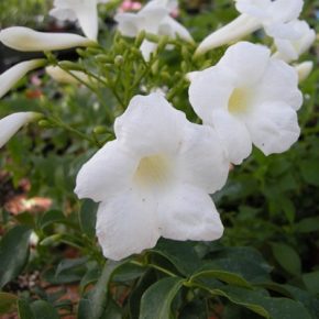   Pandorea jasminoides ALBA - Fehér Lugasfolyondár - 5db mag/csomag