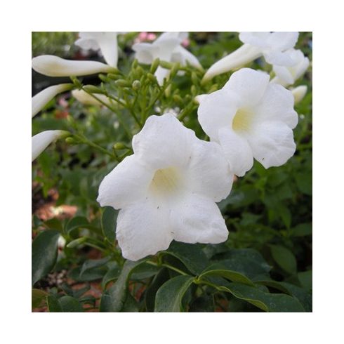 Pandorea jasminoides ALBA - Fehér Lugasfolyondár - 5db mag/csomag