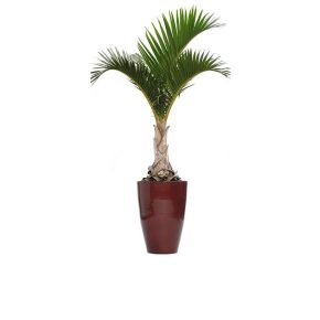   Hyophorbe verschaffeltii - Spindle Palm - 5pcs seeds/packet - goldenpalm.hu