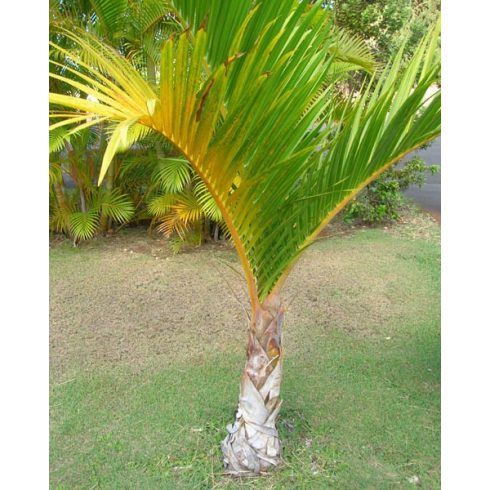 Hyophorbe verschaffeltii - Orsópálma - 5db mag/csomag