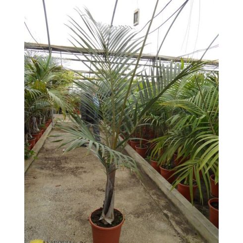 Hyophorbe verschaffeltii - Orsópálma - 5db mag/csomag