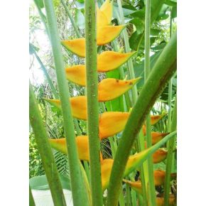   Heliconia champneiana 'Maya Gold' - 5pcs seeds/packet