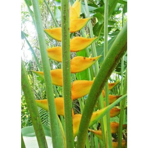 Heliconia champneiana 'Maya Gold' - 5pcs seeds/packet