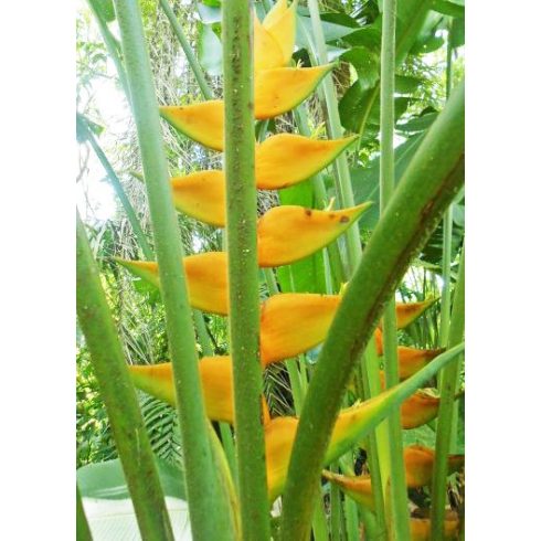 Heliconia champneiana - 5db mag/csomag