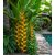 Heliconia champneiana 'Maya Gold' - 5pcs seeds/packet