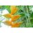   Heliconia champneiana 'Maya Gold' - 5pcs seeds/packet